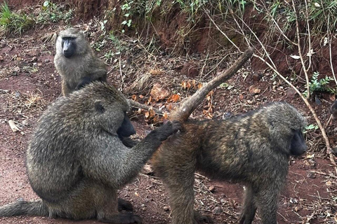 Nairobi National Park 5-Hour Game Drive Morning or Afternoon