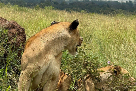 Nairobi: 3-Day epic trip to Maasai Mara Reserve with meals 3 days, 2 nights private safari to Mara in a tourist VAN