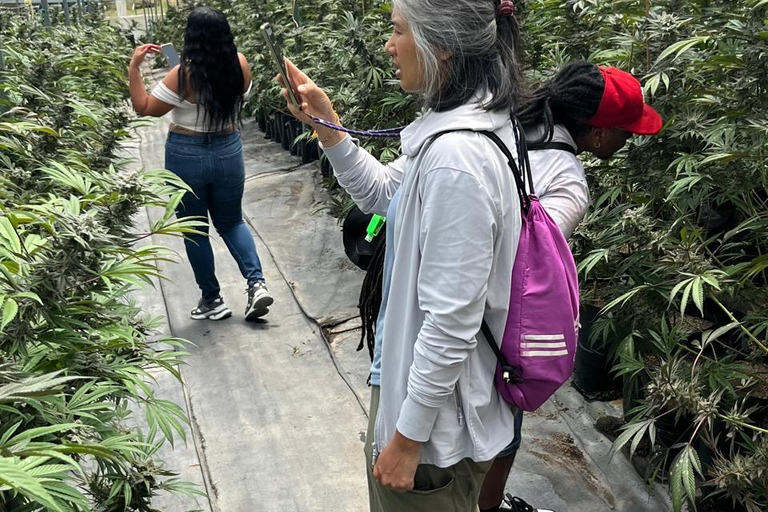 Private Medellín Cannabis Culture Tour with Lunch & Tasting