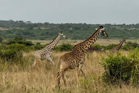 Nairobi National Park: Early Morning or afternoon adventure Early morning game drive in a Landcruiser JEEP