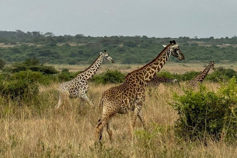 Nairobi National Park: Early Morning or afternoon adventure Early morning game drive in a Landcruiser JEEP