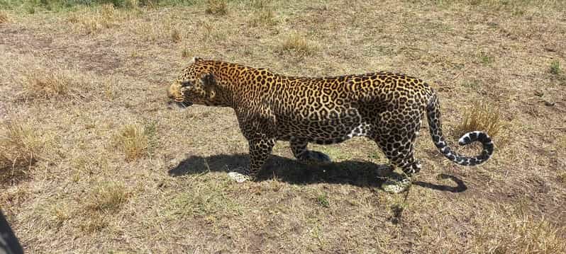 Safari naturalistico: Masai Mara di 5 giorni, Lago Nakuru e Naivasha