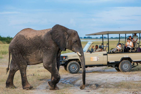 Passeio de carro com rinocerontes - Parque nacional Mosi-oa-tunya