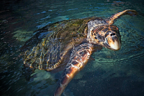 From Playa del Carmen: Complete Combo to Xcaret Park! Xcaret Park Entrance