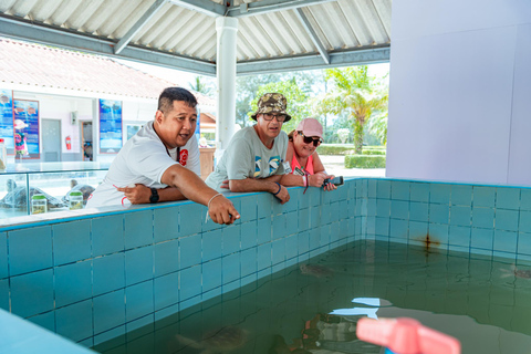 Phuket: Sea Turle Center,Temples,Tsunami & Elephant and More