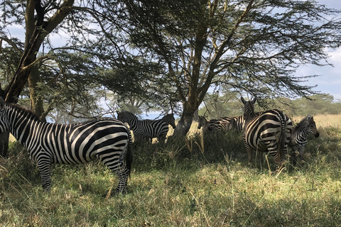 De Nairobi: Viagem de 1 dia ao Parque Nacional do Lago Nakuru