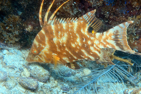 Cancún: Experiencia de Buceo por Primera Vez con 2 Tanques