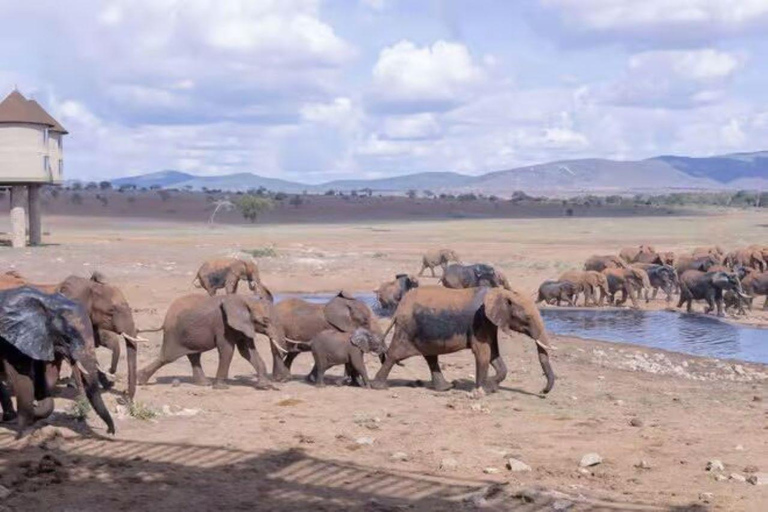 2 days 1 night saltlick safari from Diani/Mombasa.