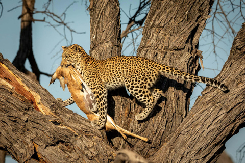 Arusha: Highlights & Foothills of Mount Kilimanjaro Tour Tarangire, Ngorongoro, Kilimanjaro National Park 4 Days Tour