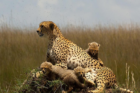 Nairobi : 6 jours de safari de migration des gnous dans le Masai Mara