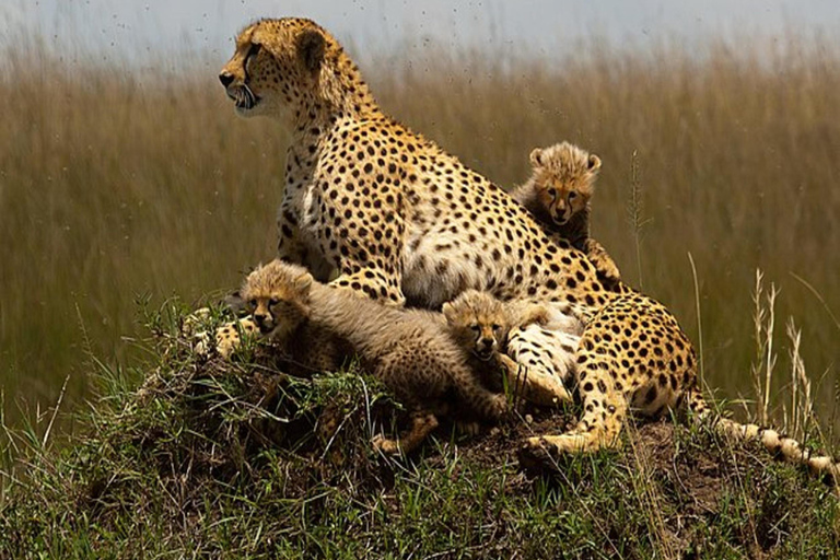 Nairobi : 6 jours de safari de migration des gnous dans le Masai Mara