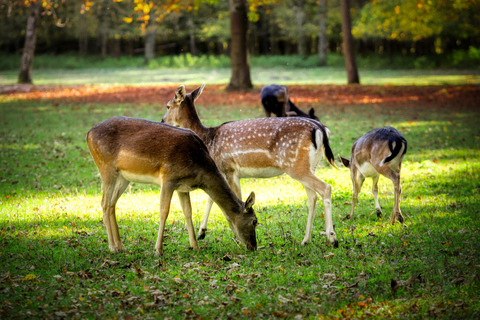 Rovaniemi: Ranua Zoo Tickets & Transportation. 4 people Rovaniemi: Ranua Zoo Tickets and Transportation. PETS