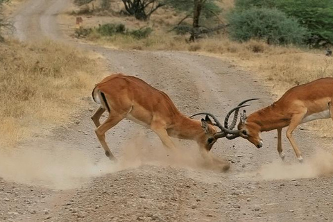 Parc national de Nairobi - demi-journée de safari : la capitale de la vie sauvage