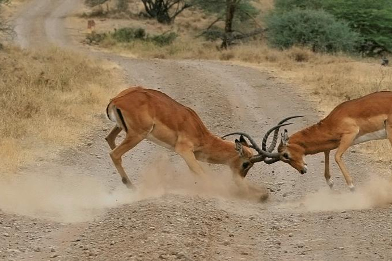 Parc national de Nairobi - demi-journée de safari : la capitale de la vie sauvage