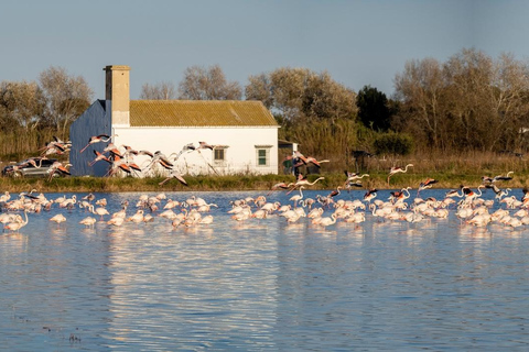 From Valencia: Albufera Tour with Paella, Boat Ride & Walk