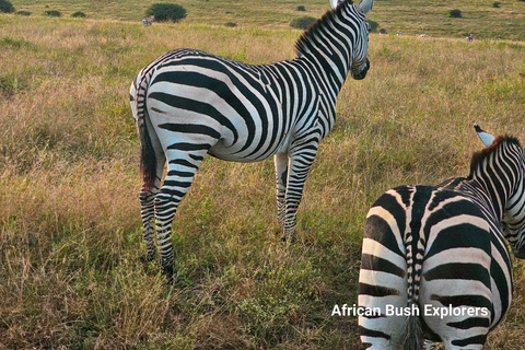 Nairobi: Sheldrick Elephant Orphanage and 3 Hours Game Drive