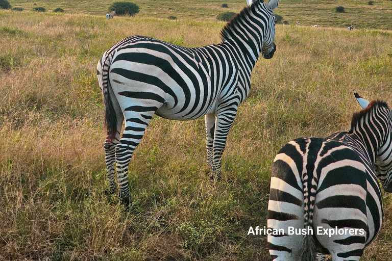 Nairobi: Sheldrick Elephant Orphanage and 3 Hours Game Drive