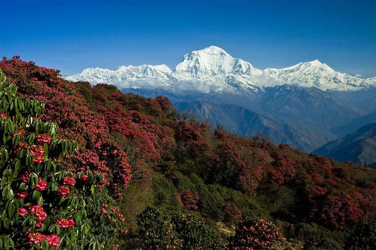 From Pokhara: 4D 3N Ghorepani Poon Hill Trek