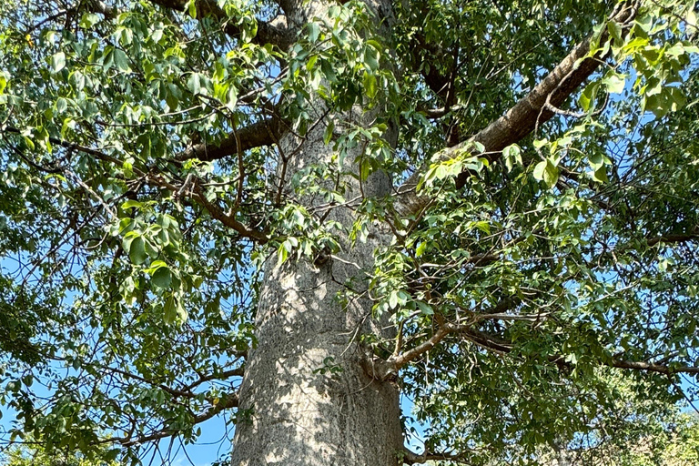 Avontuur in Oost-Salalah: Natuur, geschiedenis en prachtige uitzichten