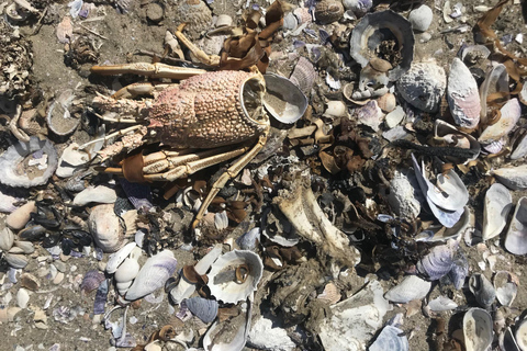 Walvis Bay: Seal Kayaking Adventure with Brunch