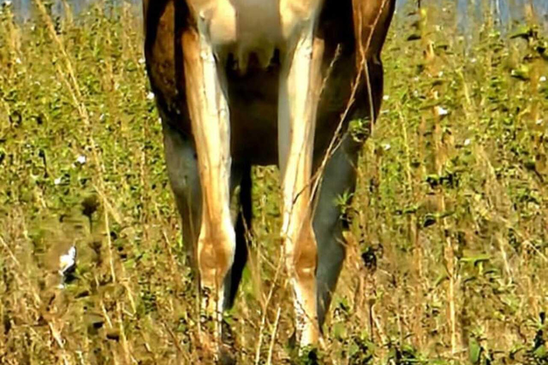 Nairobi: Nairobi National Park Safari with Guide