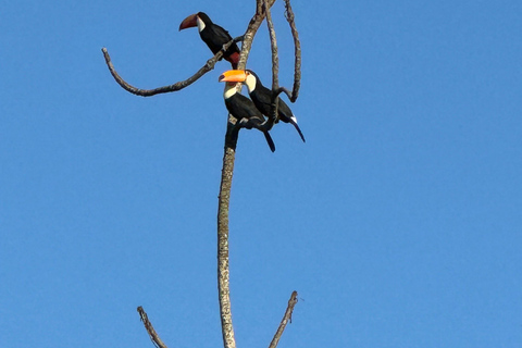 Birdwatching Tour At Poço Preto Trail