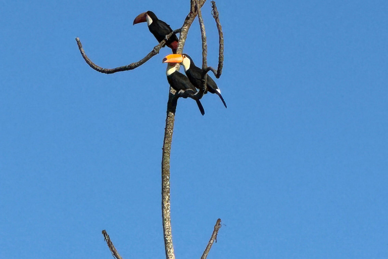 Birdwatching Tour At Poço Preto Trail