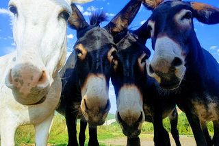 Sibillini Mountains: Self-guided trekking with donkeys to discover the Valnerina