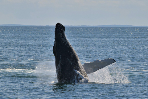 Oʻahu: osservazione balene in piccoli gruppi con equipaggio locale[PRIVATO] O'ahu: osservazione balene in barca a vela per piccoli gruppi