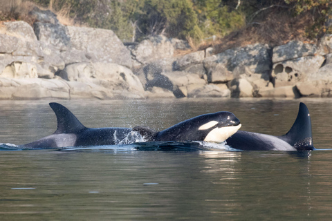 Nanaimo: Whale Watching Semi-Covered Boat Tour