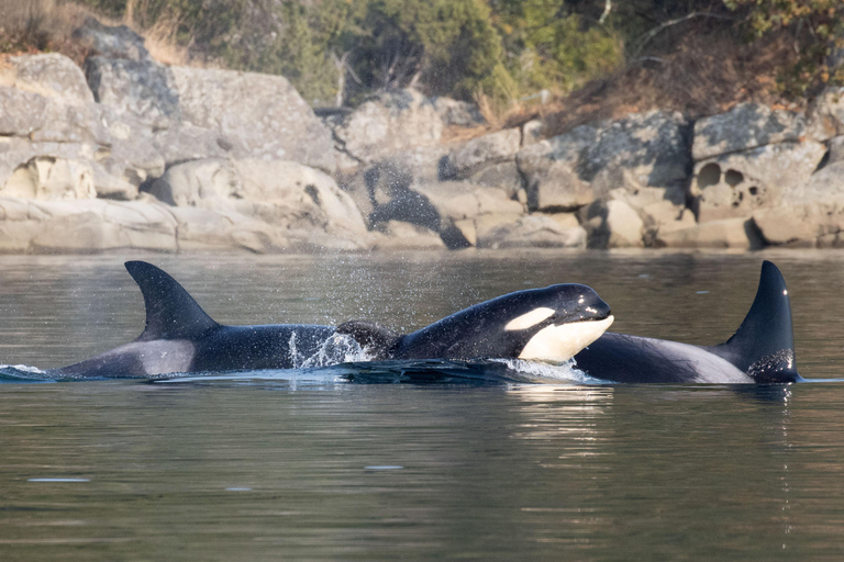 Nanaimo: Whale Watching Semi-Covered Boat Tour