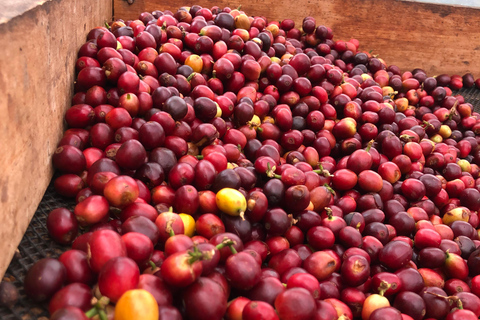 Bogota: Private Coffee Tour in Silvania - Coffee Farm Colombia: Private Coffee Tour