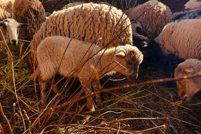 From Cusco: Sunset Llama Trek with Stargazing & Bonfire