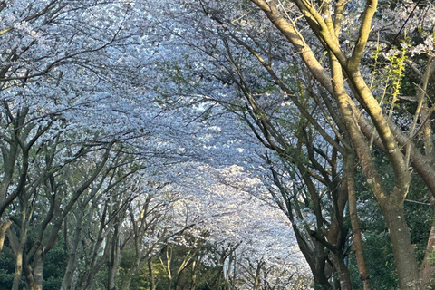 Jeju: Kersenbloesem en aardbeien plukken tour in kleine groep