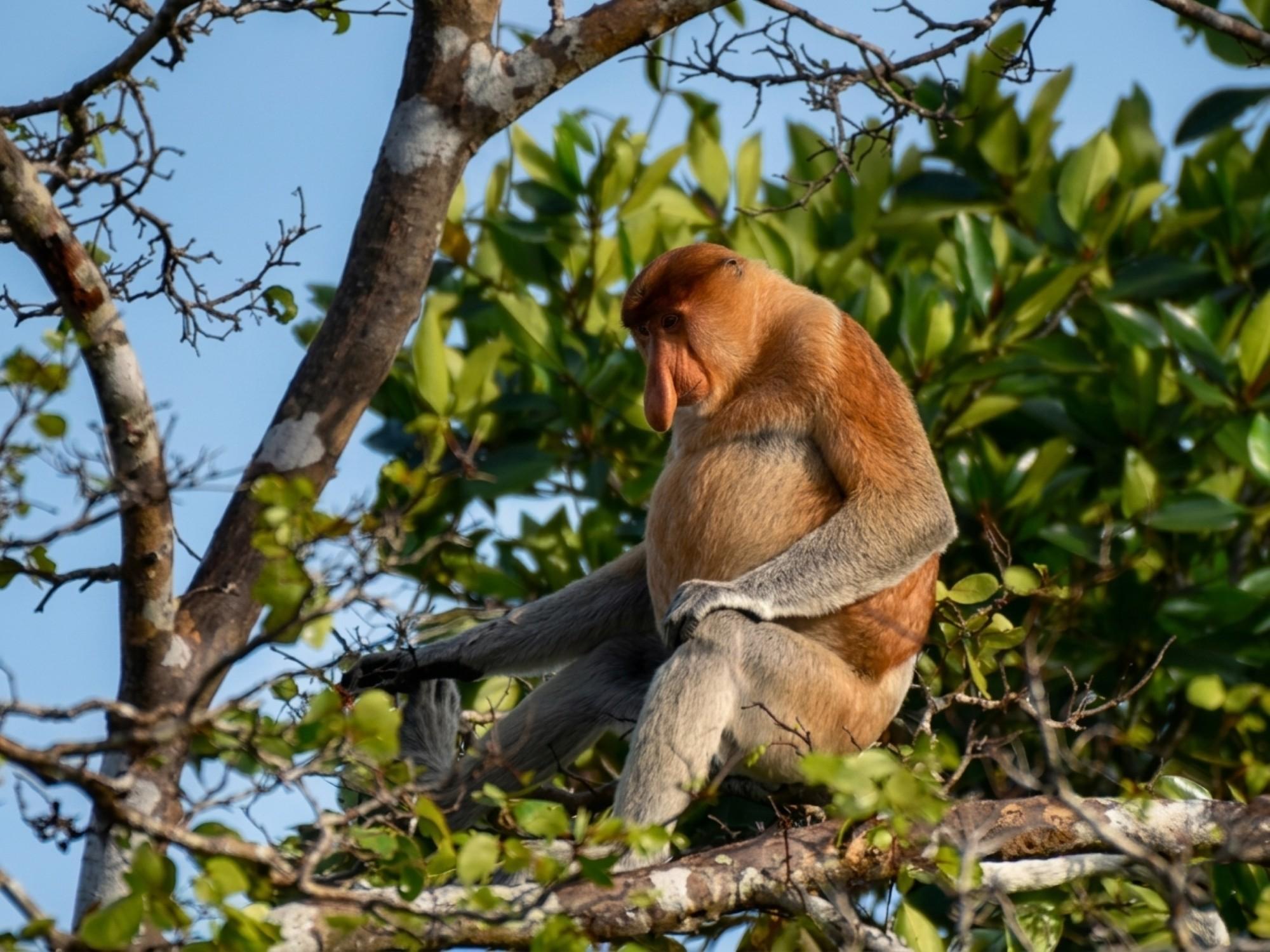 Binsuluk River: authentische Tour in KK, Sabah mit Wildtieren und Leuchtkäfern