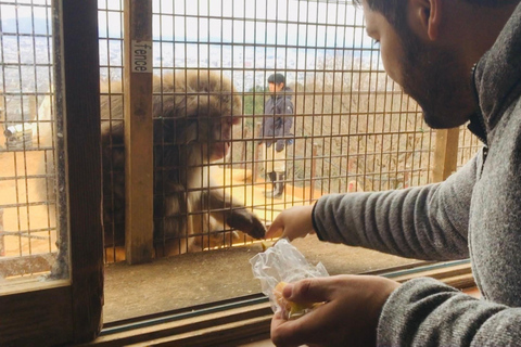 Kyoto: Parque dos Macacos de Arashiyama, Floresta de Bambu e Templos