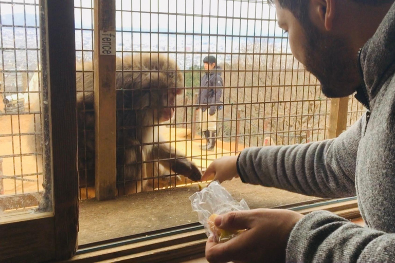 Kyoto: Parque dos Macacos de Arashiyama, Floresta de Bambu e Templos