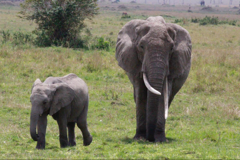 Arusha: Safari de 5 días a Tarangire, Lago Manyara y ...
