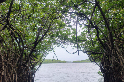 From Colombo: Day trip to Galle Dutch Fort & Turtle Beach