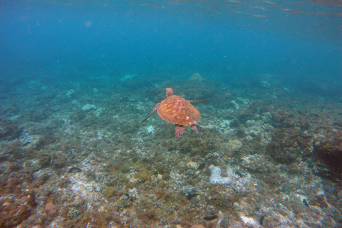 Turtle Island Double Dive with Lunch: Alanya & Side Pickup