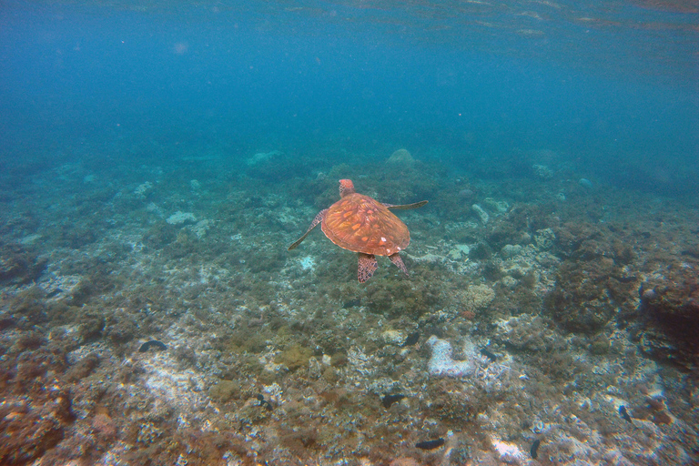 Turtle Island Double Dive with Lunch: Alanya & Side Pickup