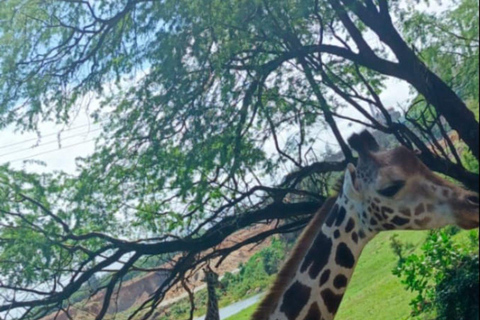 Mombasa: Full day excursion Full day excursion in Mombasa from Diani