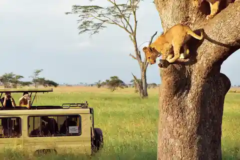 Safari de acampada de 4 días en Tanzania