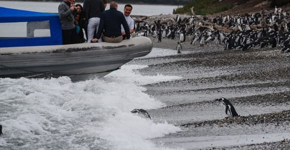 Desde Ushuaia: Aventura en 4x4, pingüinos y degustación en Puerto Almanza.