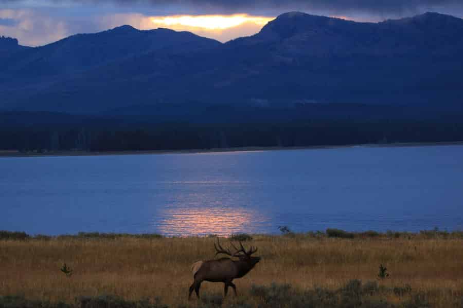 Private geführte Safari bei Sonnenuntergang ab West Yellowstone. Foto: GetYourGuide Private geführte Safari bei Sonnenuntergang ab West Yellowstone. Foto: GetYourGuide