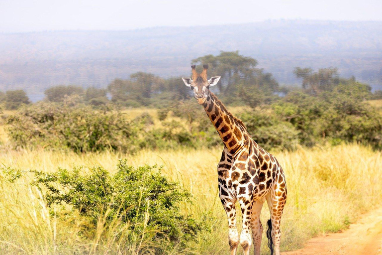 SAFARI DE LUJO- ZANZIBAR A MIKUMI NP: 2 DÍAS 1 NOCHE