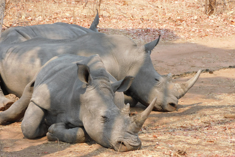 Livingstone: Game drive en witte neushoornsafari korte wandeling