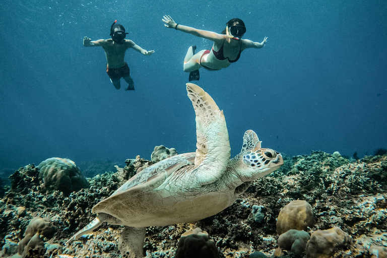 De Gili Air : Snorkeling com tartarugas e estátua subaquáticaViagem de Snorkeling em Grupo - 5 Horas