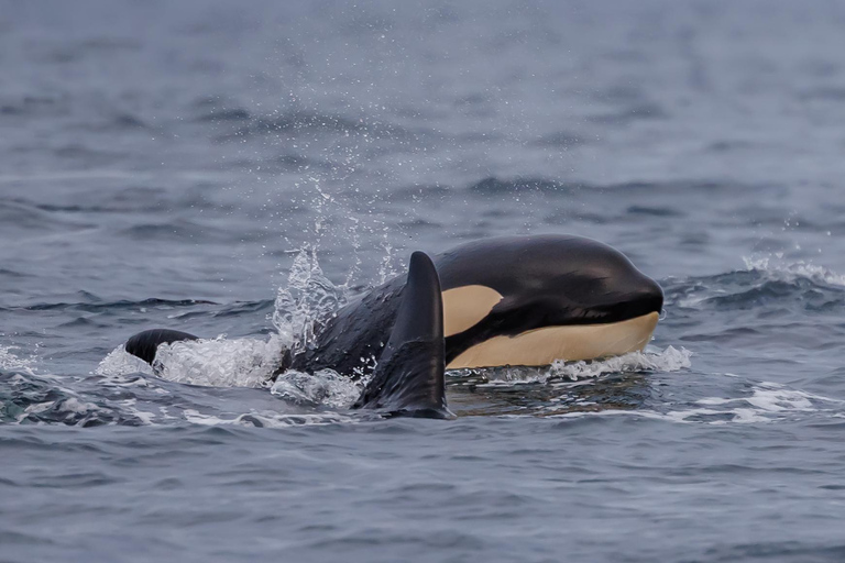 From Skjervøy: Whale Watching in a Heated Cabin Cruiser
