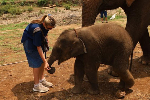 Chiang Mai: Full Day Living Green Elephant Sanctuary Chiangmai: Full Day Living Green Elephant Sanctuary